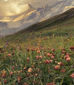 Meadow at Bachalpsee Trail