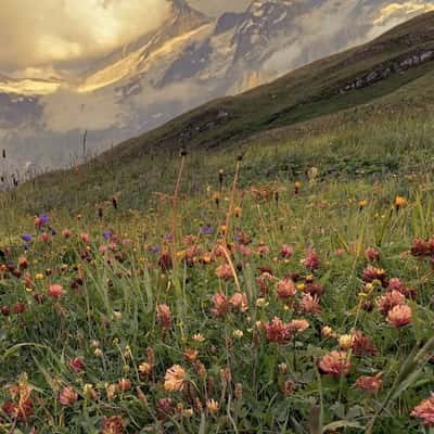 Meadow at Bachalpsee Trail, Switzerland