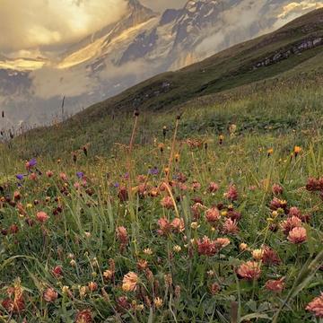 Meadow at Bachalpsee Trail, Switzerland