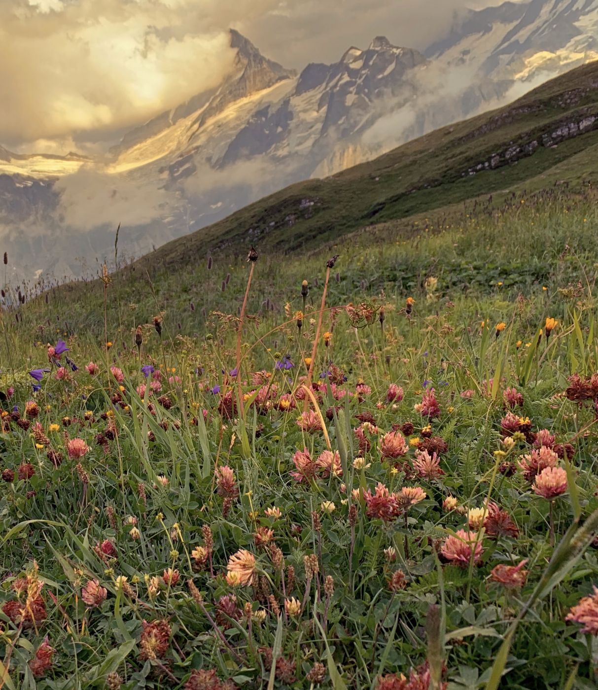 Meadow at Bachalpsee Trail, Switzerland