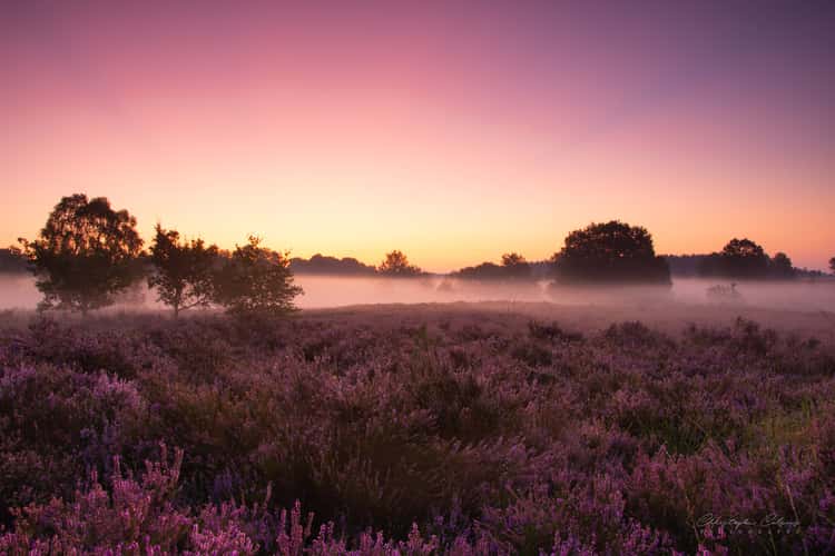 Mechelse Heide
