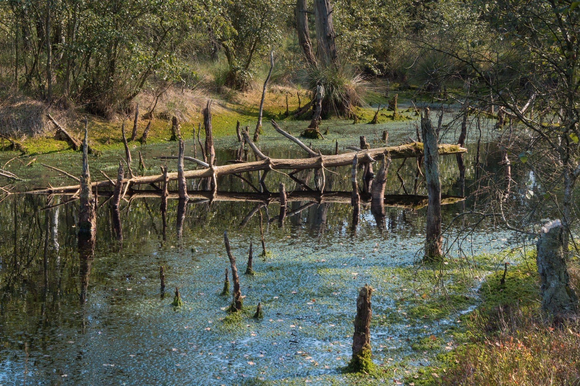 Pietzmoor, Germany