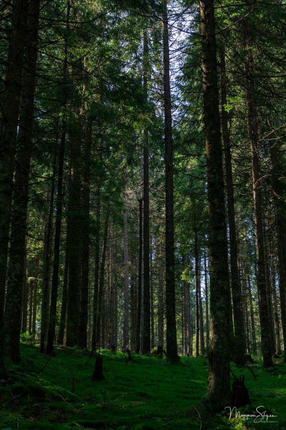 Pine forest at Glavoi, Padis, Romania