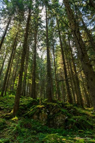 Pine forest at Glavoi, Padis