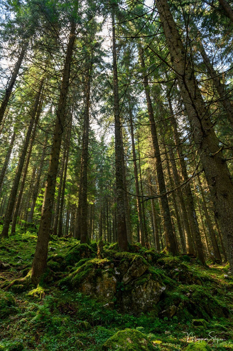 Pine forest at Glavoi, Padis, Romania