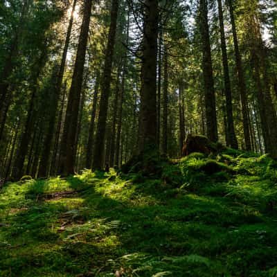 Pine forest at Glavoi, Padis, Romania