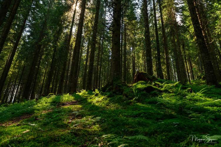Pine forest at Glavoi, Padis
