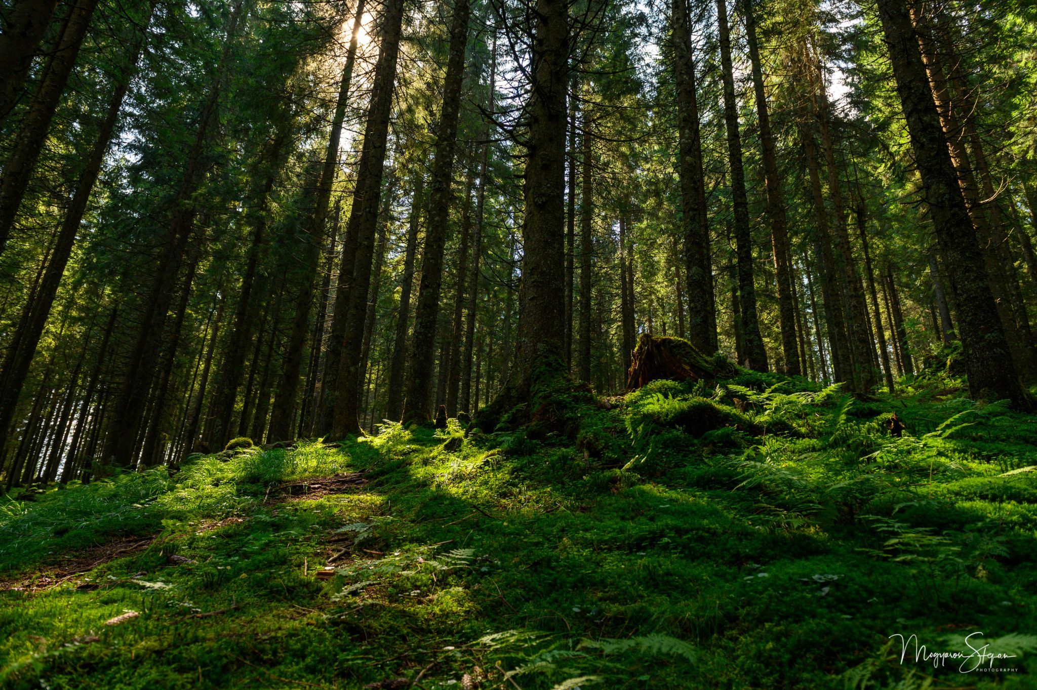 Pine forest at Glavoi, Padis, Romania