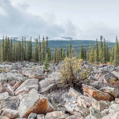 Quartzite Boulder Field - Icefields Parkway, Canada