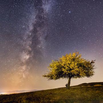 Single tree, Romania
