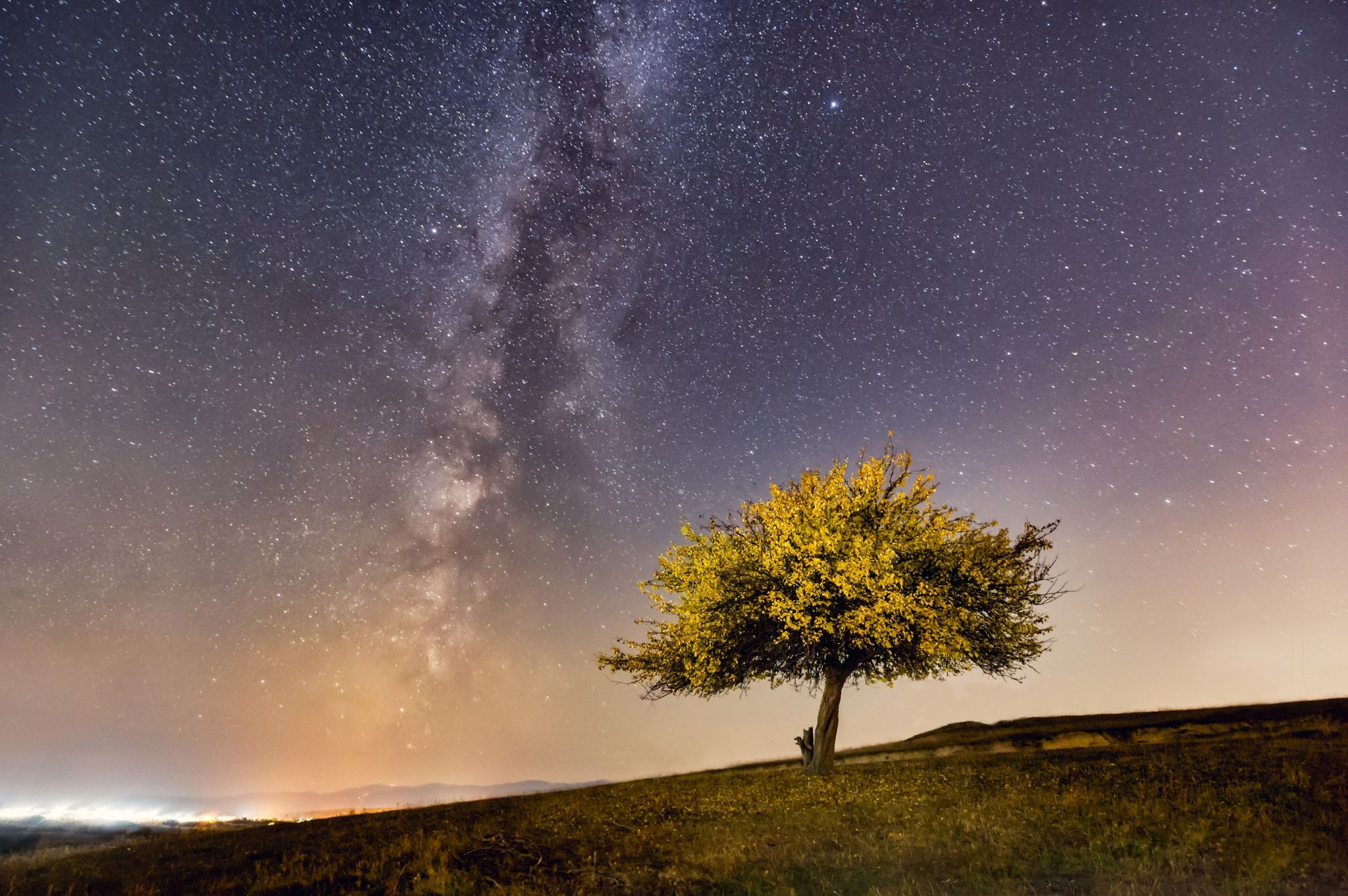 Single tree, Romania