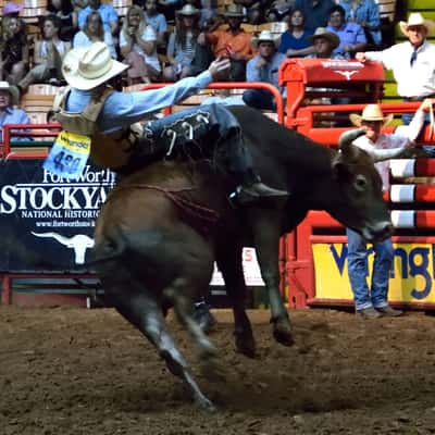 Stockyards Championship Rodeo, USA