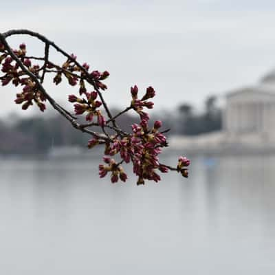 Tidal Basin, USA