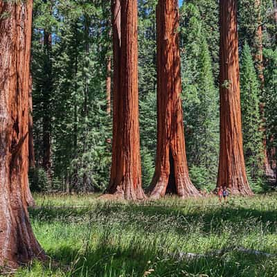 Big Trees Trail, USA