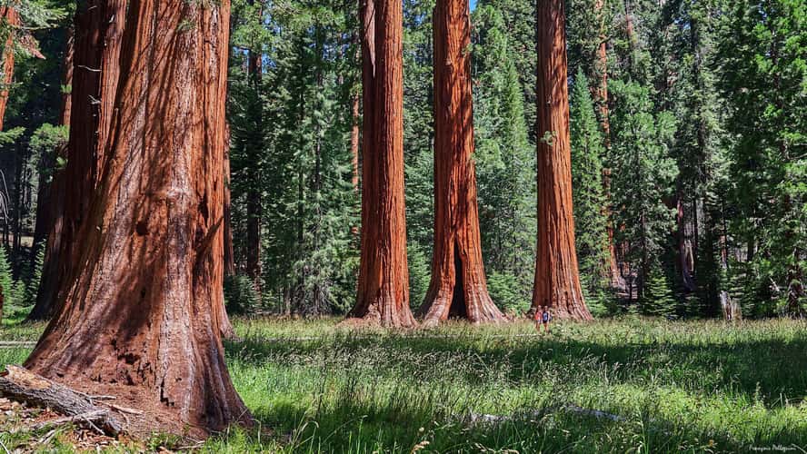 Big Trees Trail