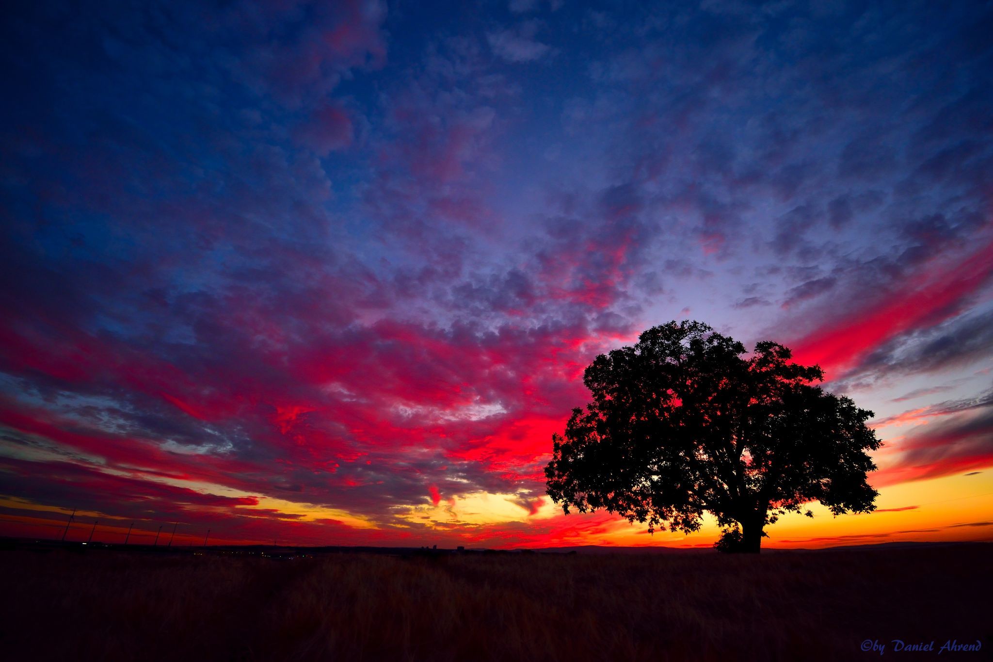 Tree in the sunset., Germany