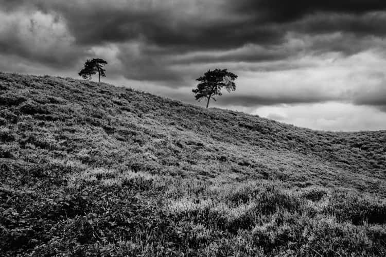 Viewpoint at the Afferdse Duinen