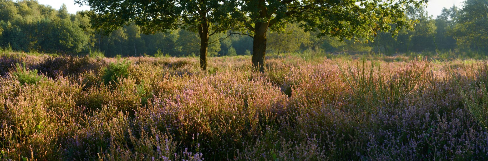 Wahner Heide, Cologne, Germany