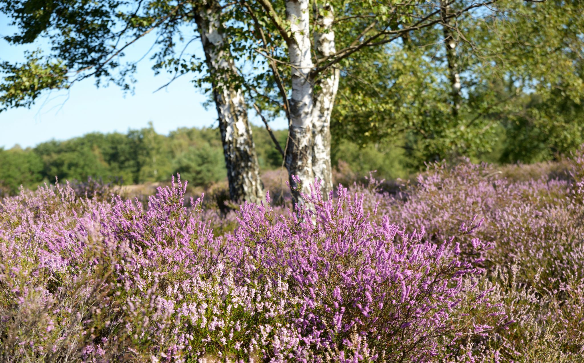 Wahner Heide, Cologne, Germany