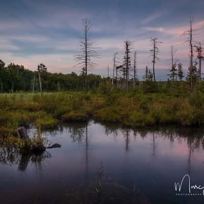 Wetlands, Killbear Provincial Park, Canada