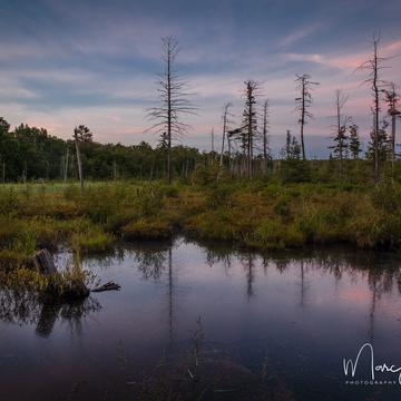 Wetlands, Killbear Provincial Park, Canada