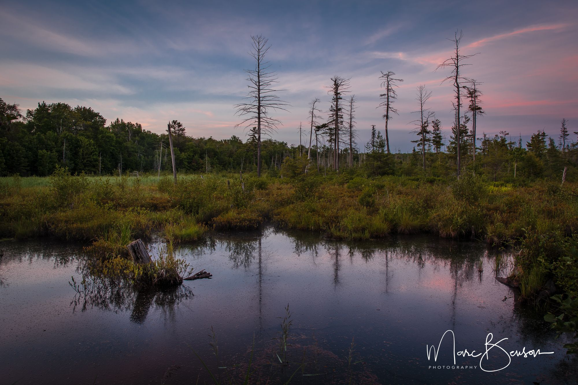 Wetlands, Killbear Provincial Park, Canada