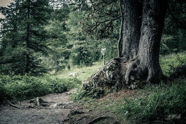 Woodland trail