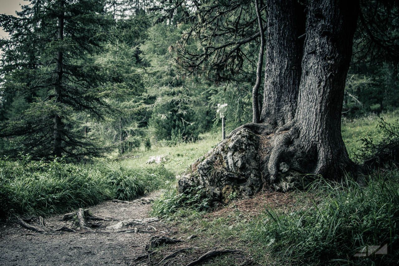 Woodland trail, Italy