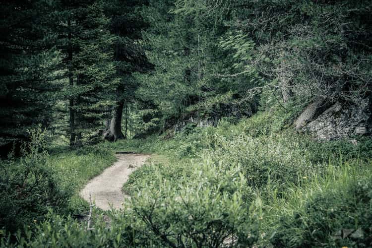 Woodland trail