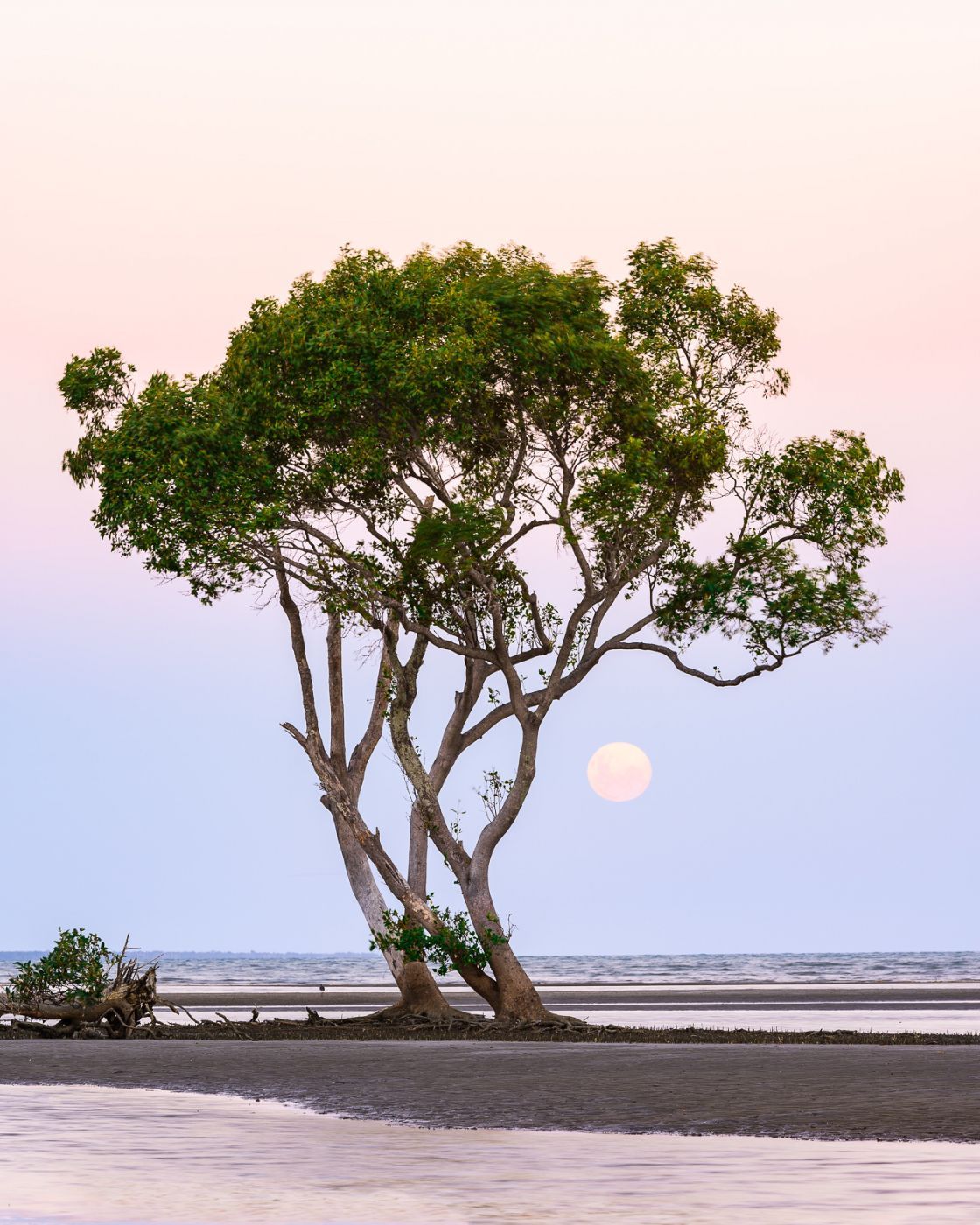 Beachmere Trees, Australia