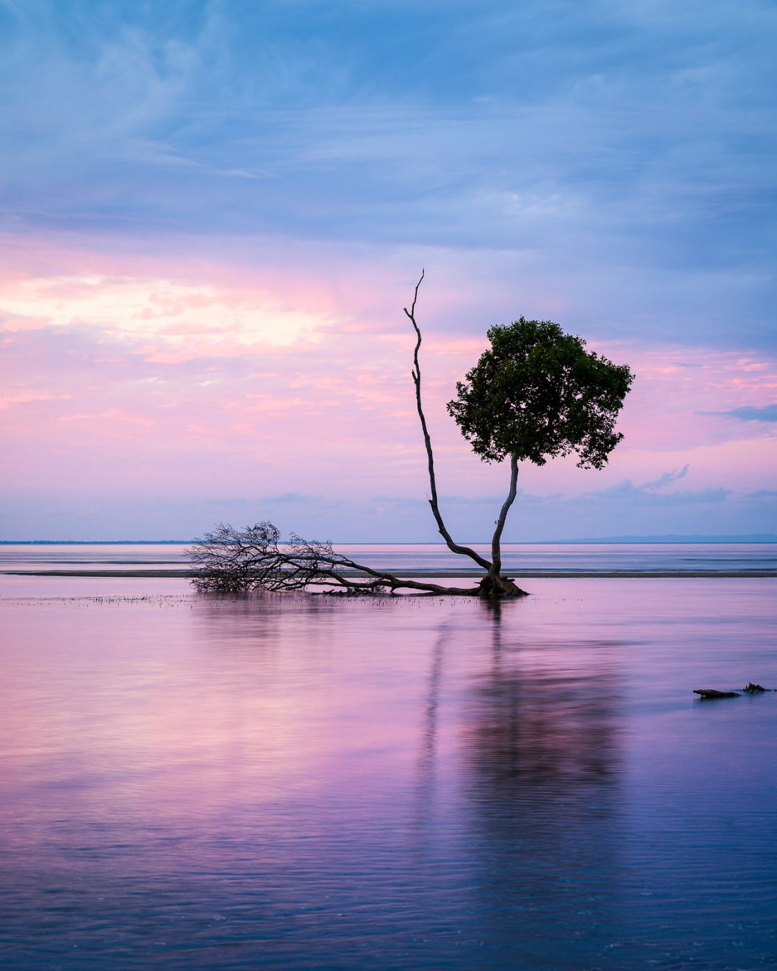 Beachmere Trees, Australia