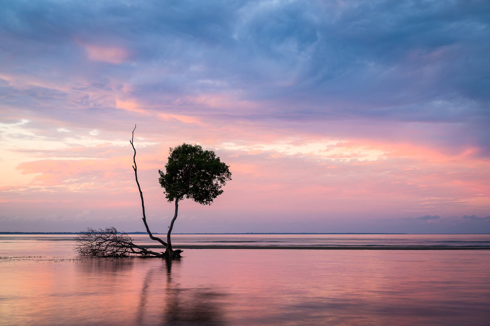 Beachmere Trees, Australia