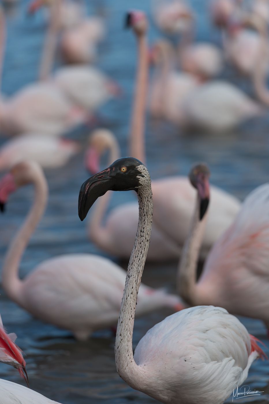 Bird park of Pont de Gau, France