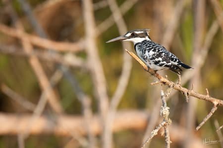 Birds of Lake Mburo