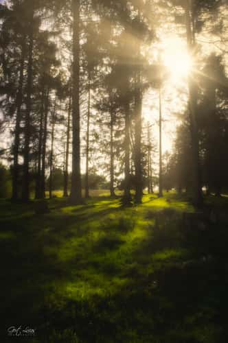 Branderwald