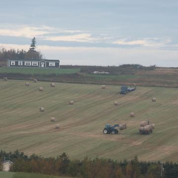 Bring in the hay, French River, Prince Edward Island, Canada
