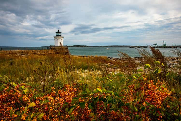 Bug Light