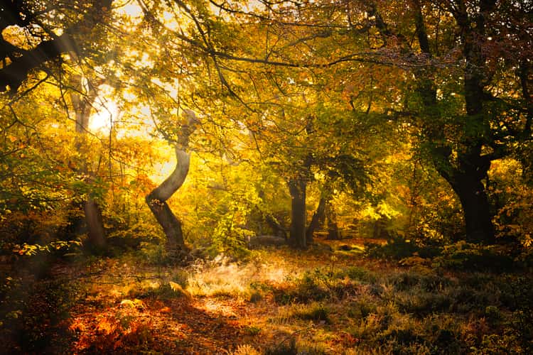 Burnham Beeches