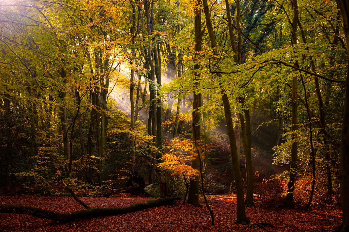 Burnham Beeches, United Kingdom
