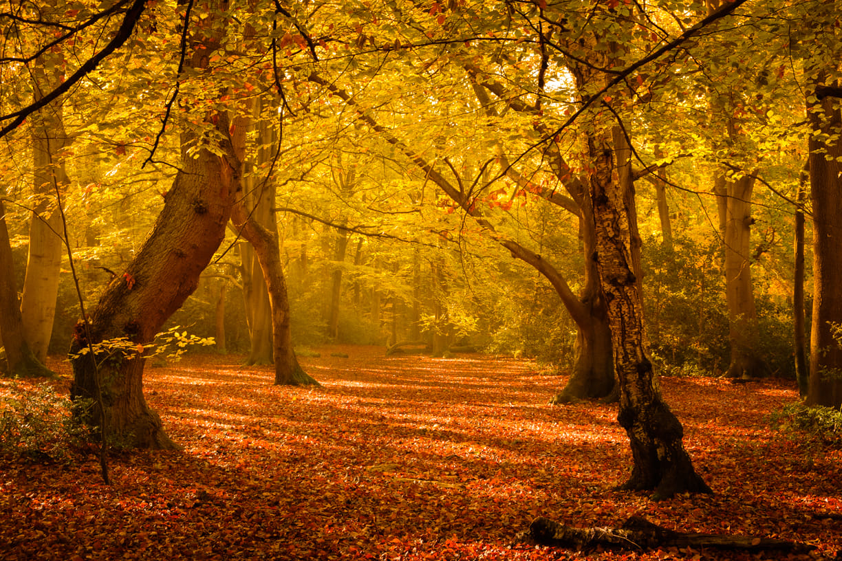 Burnham Beeches, United Kingdom