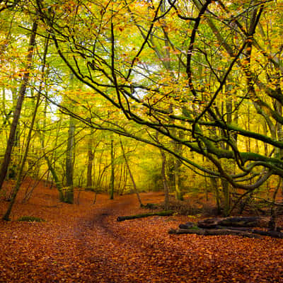 Burnham Beeches, United Kingdom