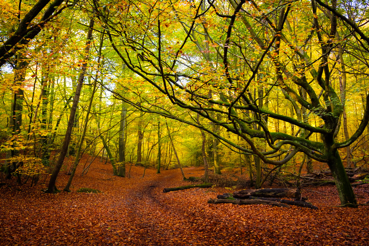 Burnham Beeches, United Kingdom