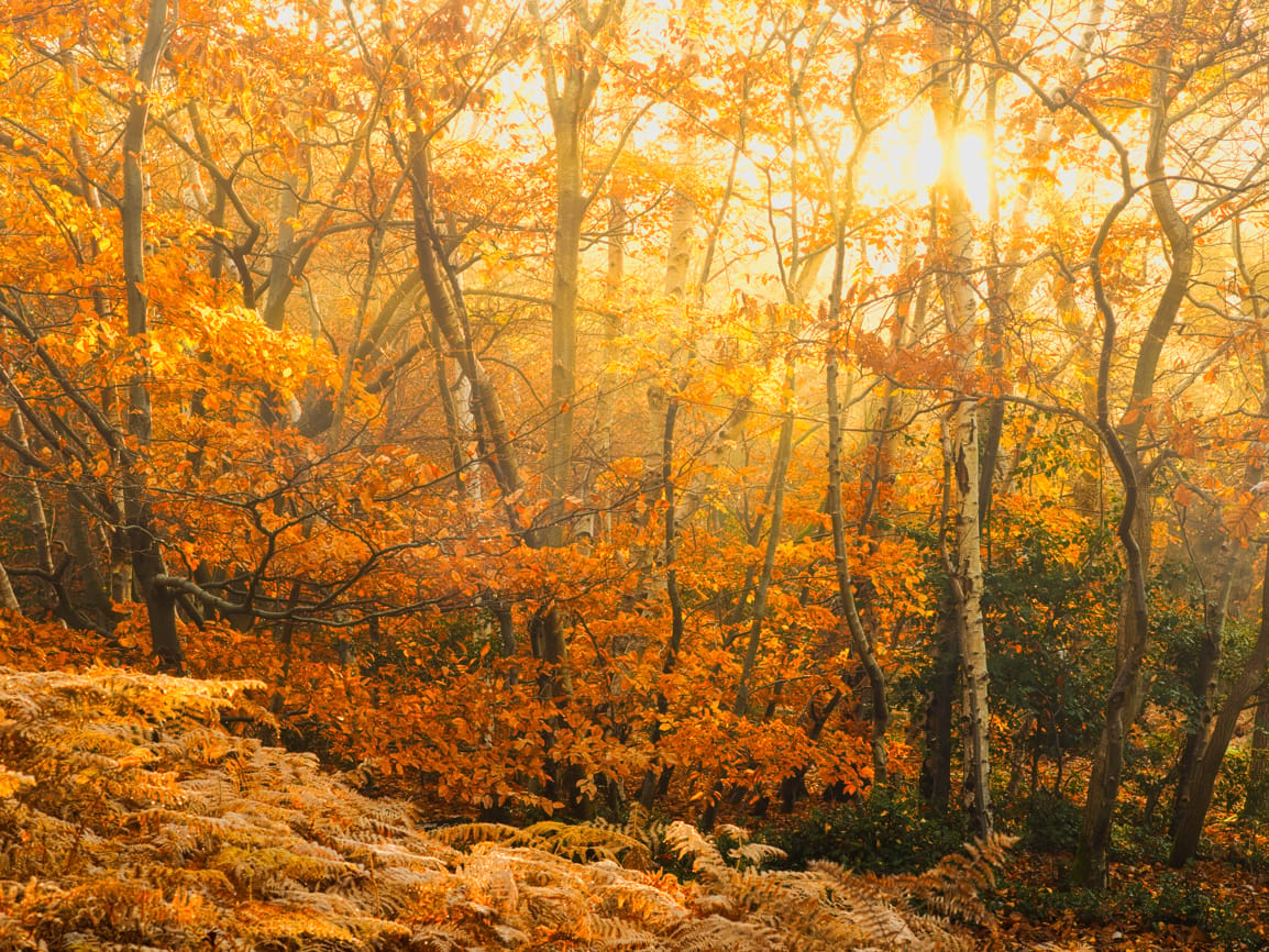 Burnham Beeches, United Kingdom