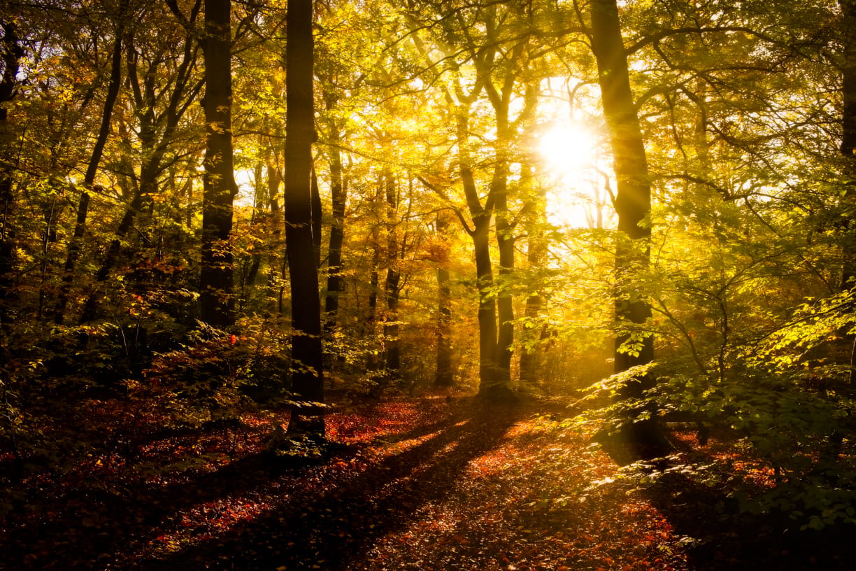 Burnham Beeches, United Kingdom