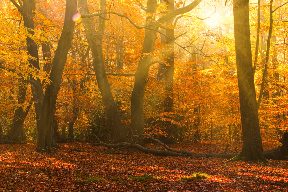 Burnham Beeches, United Kingdom