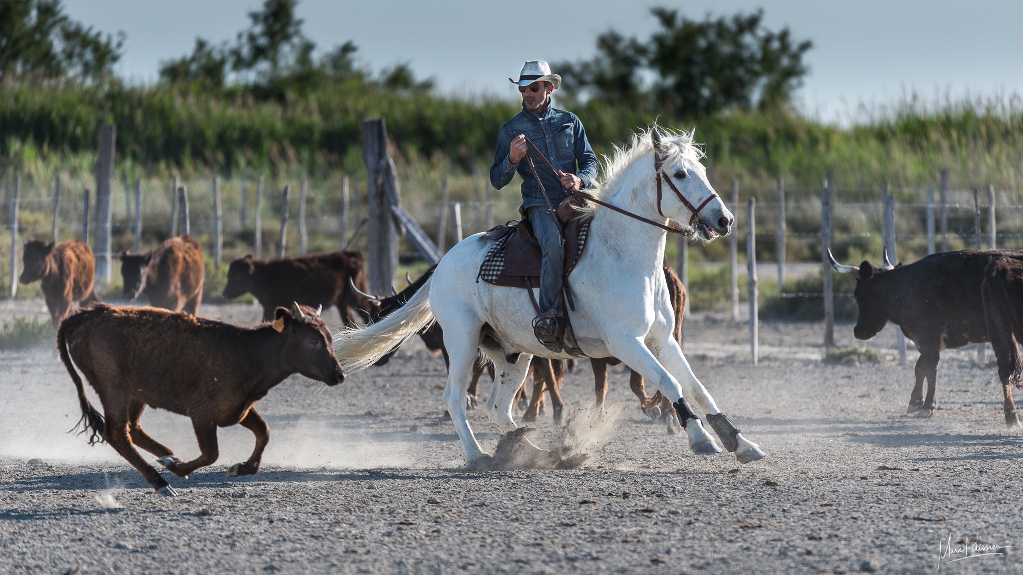 Camargue horsemen training in Cacharel, France