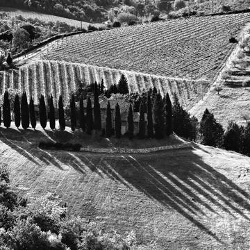 Chianti vineyard valley, Italy