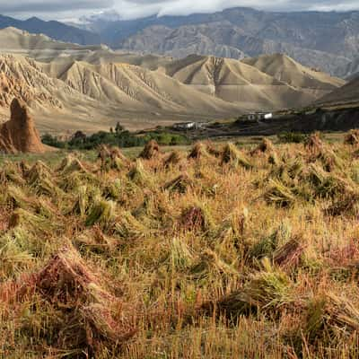 Dhakmar fields, Nepal