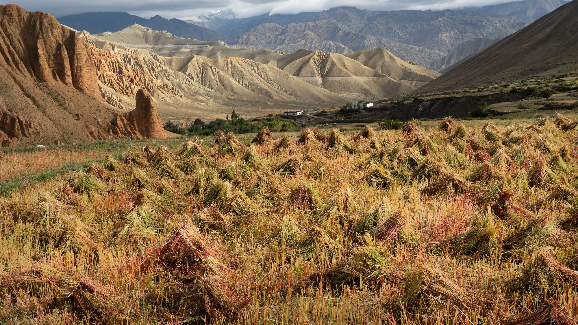 Dhakmar fields, Nepal