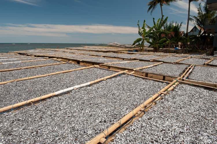 Drying fish area